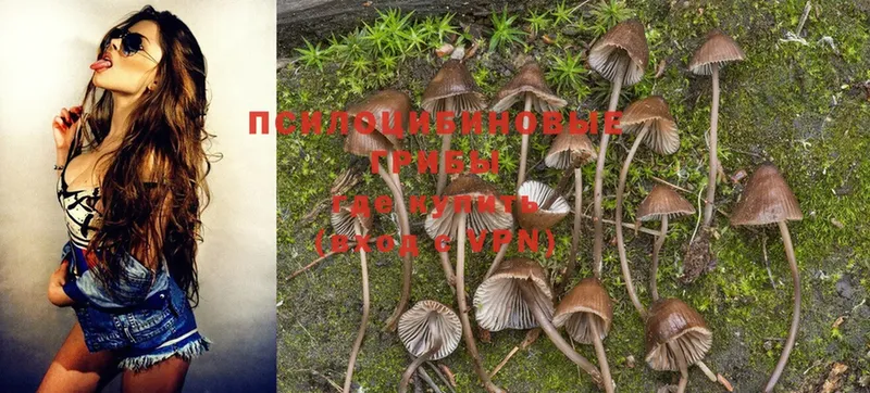 дарк нет как зайти  цены наркотик  Покров  Галлюциногенные грибы MAGIC MUSHROOMS 